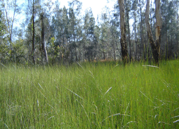 Australien - Gras