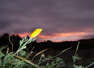 Neuseeland - Blume/Sonne